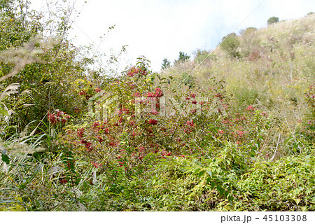 ガマズミの果実 45103308