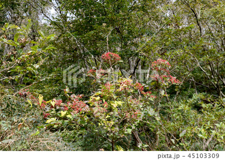 ガマズミの果実 45103309