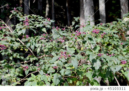 クサギの実 45103311