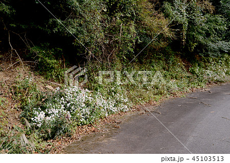 シロヨメナ 45103513