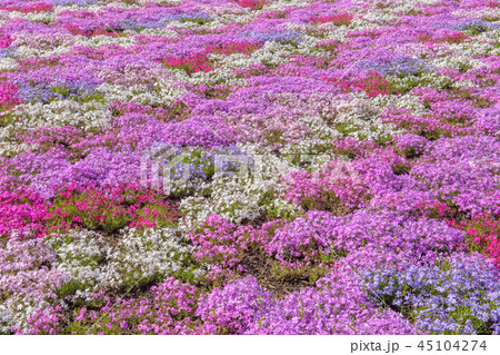 富士芝桜まつり【2018】 45104274