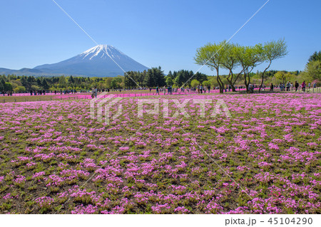 富士芝桜まつり【2018】 45104290