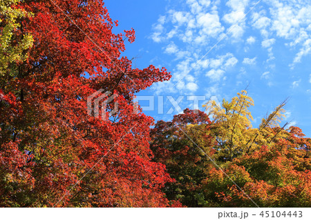 大井平公園の紅葉 2018 大井平公園の紅葉 2018 45104443