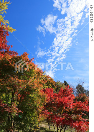 大井平公園の紅葉 2018 大井平公園の紅葉 2018 45104447