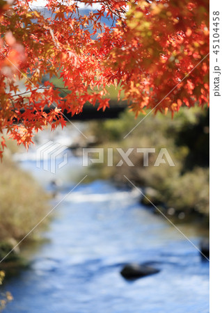 大井平公園の紅葉 2018 45104458