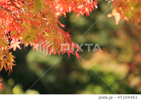 大井平公園の紅葉 2018 45104461