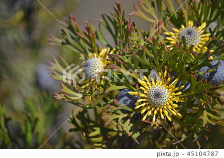 Australian native broad leaf drumstick flowers 45104787