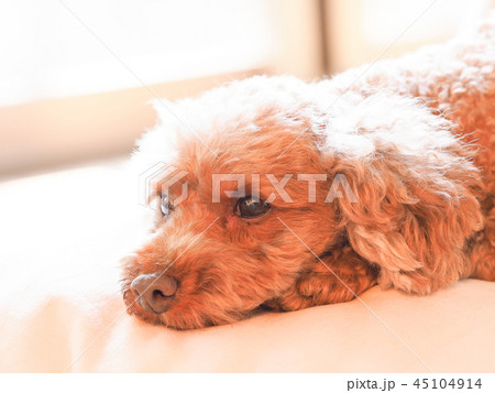 クッションで伏せるトイプードル クッションで伏せるトイプードル 45104914