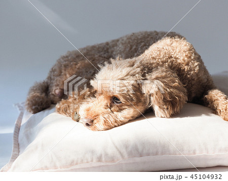 クッションで伏せるトイプードル 45104932