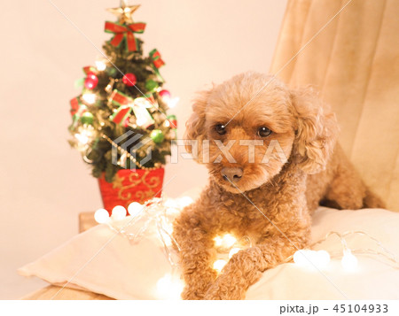 クリスマスツリーとお座りしたトイプードル クリスマスツリーとお座りしたトイプードル 45104933