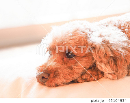 クッションで伏せるトイプードル クッションで伏せるトイプードル 45104934