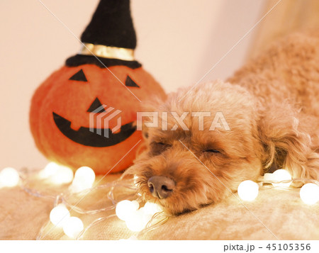 ハロウィンのかぼちゃと眠るトイプードルの写真素材
