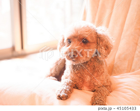 クッションにのって笑うトイプードル クッションにのって笑うトイプードル 45105433