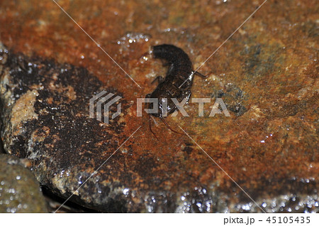 トワダカワゲラ トワダカワゲラ 45105435