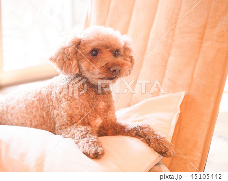 クッションにのって笑うトイプードル クッションにのって笑うトイプードル 45105442