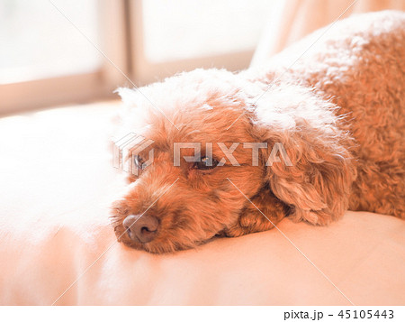 クッションで伏せるトイプードル 45105443
