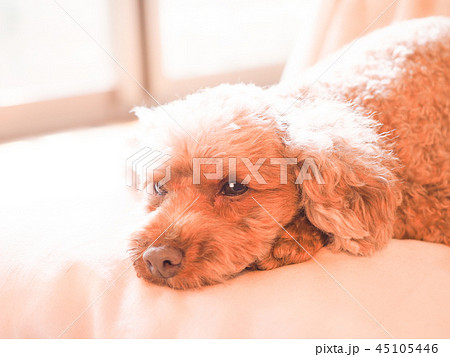 クッションで伏せるトイプードル 45105446