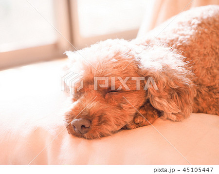 クッションで眠るトイプードル 45105447