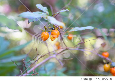 ツクバネガキの実 45105516