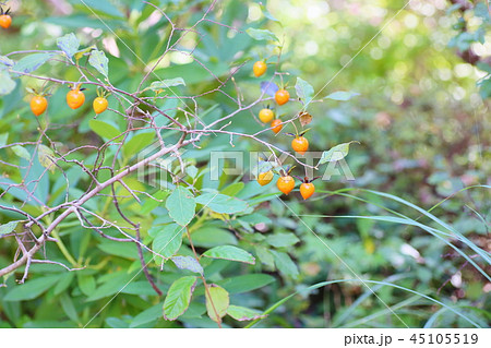ツクバネガキの実 45105519