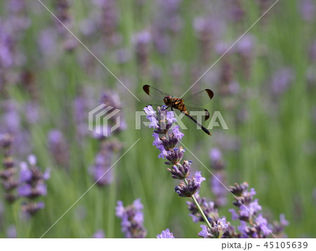 ラベンダーとトンボ 45105639