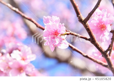 狂い咲きの桜 狂い咲きの桜 45105820