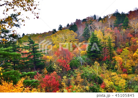 八幡平 蒸ノ湯温泉のカラフル紅葉 八幡平 蒸ノ湯温泉のカラフル紅葉 45105845