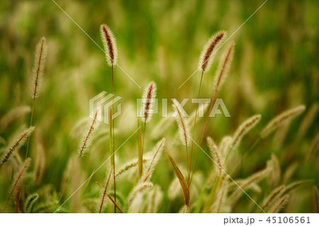 秋のムラサキエノコロ 45106561