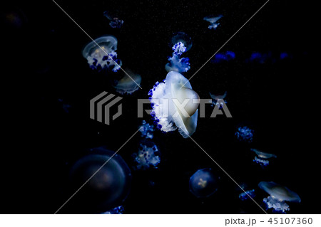 クラゲ 45107360