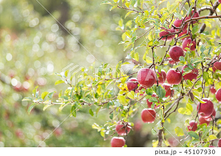 青森　リンゴ 45107930