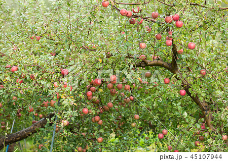 青森 リンゴ 青森 リンゴ 45107944
