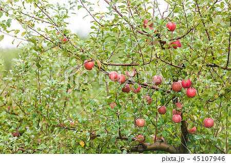 青森 リンゴ 青森 リンゴ 45107946