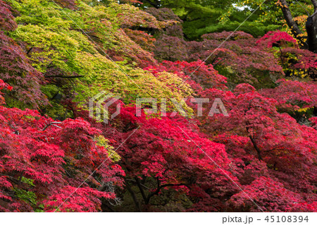 弘前城の紅葉 弘前城の紅葉 45108394