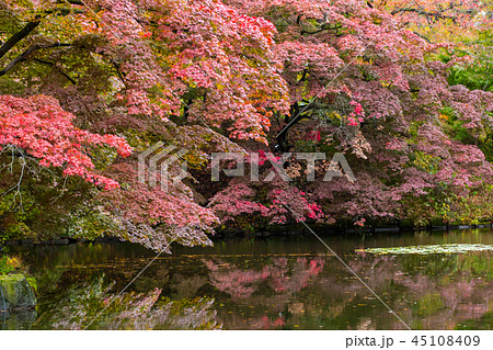 弘前城の紅葉 弘前城の紅葉 45108409