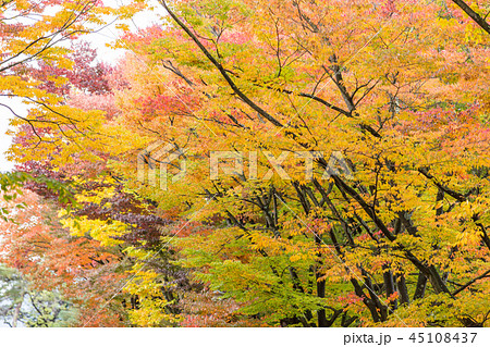 弘前城の紅葉 45108437