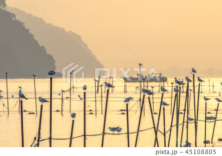 琵琶湖の朝 エリのある風景 琵琶湖の朝 エリのある風景 45108805
