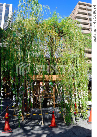 六角柳（六角堂 京都） 45109634