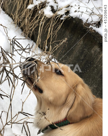 冬 目 本 45109643