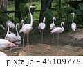The nature of the flamingo in the pool. 45109778