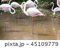 The nature of the flamingo in the pool. 45109779