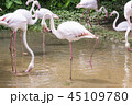 The nature of the flamingo in the pool. 45109780