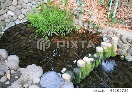 お鷹の道 45109785