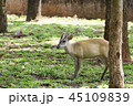 Deer in the jungle. 45109839
