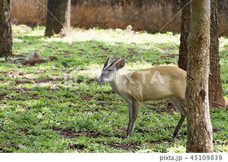 Deer in the jungle. Deer in the jungle. 45109839
