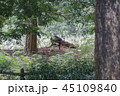 Deer in the jungle. 45109840
