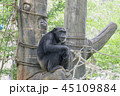 orangutan Are sitting lonely. 45109884