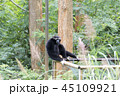 Gibbon is sitting lonely. 45109921