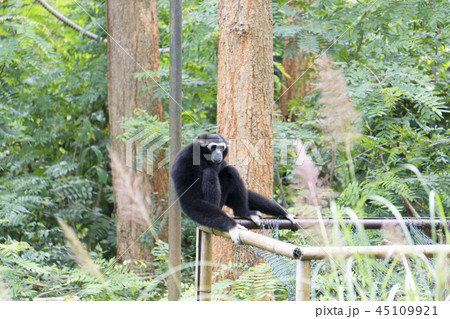 Gibbon is sitting lonely. Gibbon is sitting lonely. 45109921