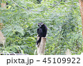 Gibbon is sitting lonely. 45109922