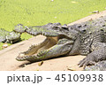 Crocodile is sunbathing. 45109938